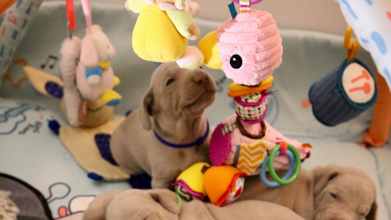 Cute Things to Buy for your Puppy